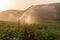 Farm Maize Crop Water Spray Sprinklers