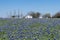 Farm meadow covered in a blanket of beautiful Bluebonnet flowers blooming on a sunny, spring day with a white farmhouse in the