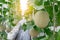 Farm melon plants growing in green house