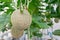 Farm melon plants growing in green a house