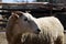 Farm: merino sheep side head