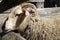 Farm: merino sheep side head horn