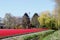 Farm and modern windturbine flower fields polder, Netherlands