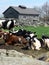 Farm: muddy young cows