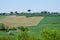 Farm with Olive Grove in Tuscany, Italy