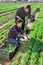 Farm owner gives instructions to the hired worker on the field