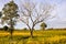 Farm in Pantanal, Mato Grosso (Brazil)