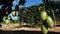 A farm of passion fruits is in the harvesting season