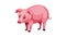 Farm pig icon animation