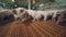 Farm piglets are sniffing camera with interest
