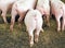 Farm Pigs Rears