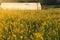 On farm Polythene tunnel handmade greenhouse