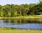 Farm Pond with Canada Geese