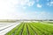 Farm potato plantation fields on a sunny day. Agriculture agribusiness. Growing vegetables food. Agricultural sector of the