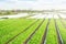 Farm potato plantation fields on a sunny day. Growing vegetables food. Agriculture agribusiness. Use spunbond agrofibre technology