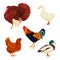 Farm poultry set, domestic birds or fowl