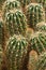 Farm producing a wealth of cactus species