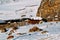 Farm in a rocky and snowy area covered with snow