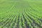 Farm rows of fresh green pea plants. Agriculture