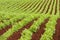 Farm rows of fresh pea plants