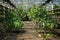 Farm rural greenhouse for growing lemons and other fruits