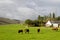 Farm rural landscape with Hereford cows and house