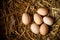 Farm scene, group eggs on straw, feathers, Eggs high protein, healthy food, good lifestyle. Happy Easter concept. With copy space