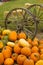 Farm Scene Old Wagon Vegetable Pile Autumn Pumpkins October