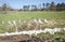 Farm scene with sheeps wool attached to barbed wire fence with field beyond