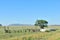 Farm scene south of Springfontein