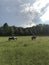Farm/scenic/Horse