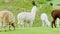 On the farm, several alpacas of various colors are grazing