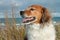 Farm sheep dog on a grassy sand dune track