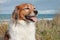 Farm sheep dog on a grassy sand dune track