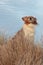 Farm sheep dog on a grassy sand dune track