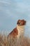 Farm sheep dog on a grassy sand dune track