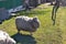 Farm sheep on grass in spring. Funny animals. Rural scenery