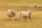 Farm sheep over grass field, wool animal farm
