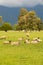 Farm sheep over green glass field