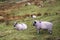 Farm Sheep On Saddleworth Pennine Hills In Manchester