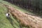 Farm Sheep On Saddleworth Pennine Hills In Manchester