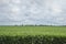 Farm soybean field in a rural contryside