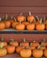 Farm Stand - Autumn Harvest Sugar Pumpkins