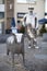 Farm Statues in Carmarthen, Wales