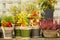 Farm still life, physalis and heather in clay pots, yellow small fresh chili peppers. Horizontal background, holiday harvest