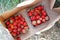 Farm strawberries harvested on the ecological fields of Sweden