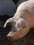 Farm: sunlit pig