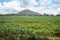 In a farm There are many cassava trees planted in rows. Itâ€™s located in East of Thailand at Rayong Province