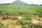 In a farm There are many cassava trees planted in rows. Itâ€™s located in East of Thailand at Rayong Province