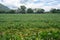 In a farm There are many cassava trees planted in rows. Itâ€™s located in East of Thailand at Rayong Province